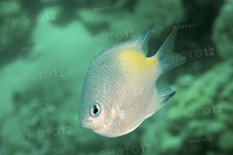 Yellow-sided damselfish (Amblyglyphidodon flavilatus)