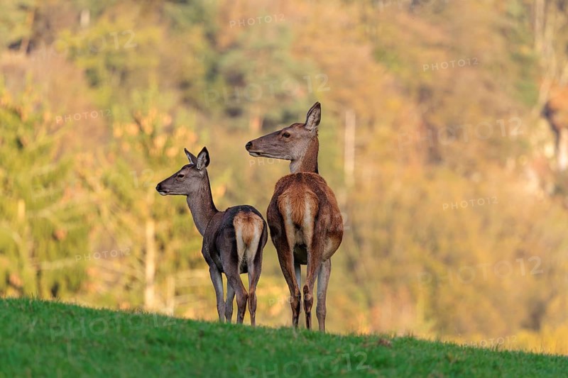 An adult red deer hind (Cervus elaphus) and a calf are standing in a meadow in the beautiful morning light. A forest with autumn leaves can be seen in the background