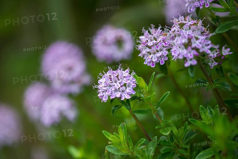 Medicinal thyme, broadleaf thyme, field thyme, common thyme, lamiaceae, mint, quendel thyme, thyme, thymus pulegioides, broad-leaved thyme, flora, lemon thyme, plants