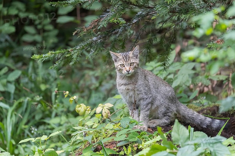 One young european wildcat, Felis silvestris silvestris, sitting in green vegetation