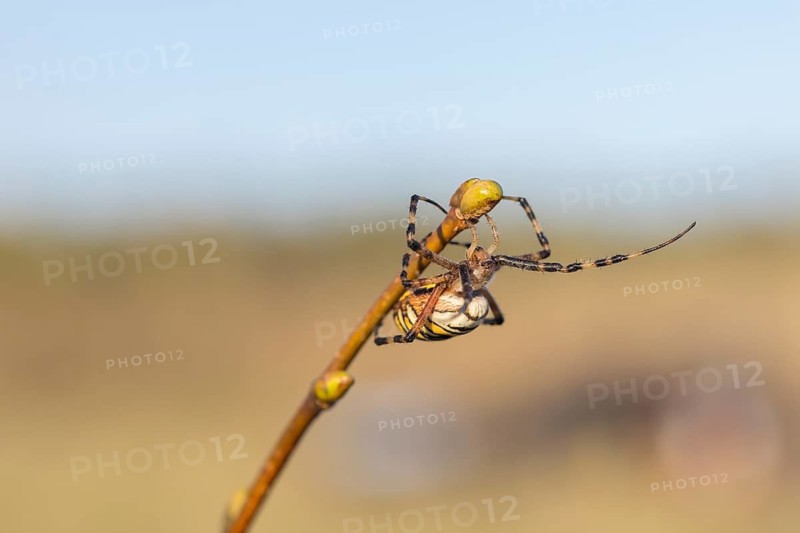 One Argiope bruennichi (wasp spider)sitting on a twig