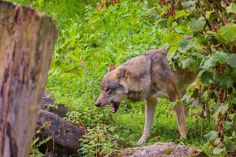 A eurasian gray wolf (Canis lupus lupus) stands on hilly terrain between a dead tree and a bush, eating grass