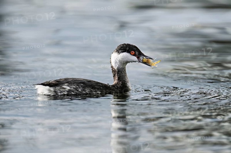 Slavonian grebe (Podiceps auritus), adult, in a white plumage, winter plumage, swimming with a fish in its beak, Lake Zug, Switzerland