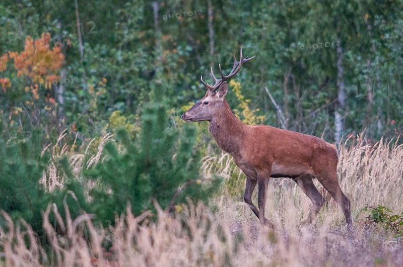 Artiodactyla, Brandenburg, Cervus Elaphus, Even-Toed Ungulate, Germany, Nabu, national natural heritage, natural paradise Grünhaus, cloven-hoofed, red deer, red deer, post-mining landscape, green house, deer, males, mammals, males, mammals, males, mammals