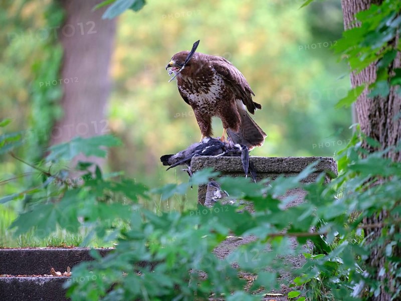 Common buzzard plucks feathers from a hooded crow