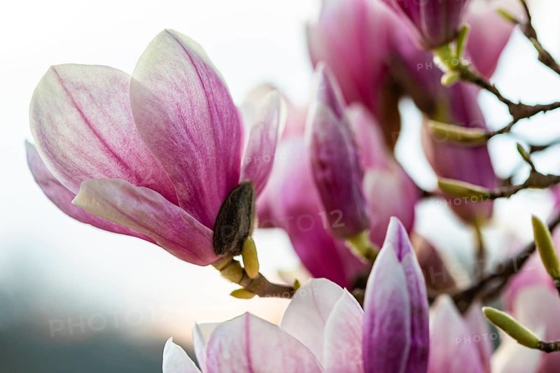 Magnolia blossom on magnolia tree in spring, Magnolias (Magnolia), Stuttgart, Baden-Württemberg, Germany