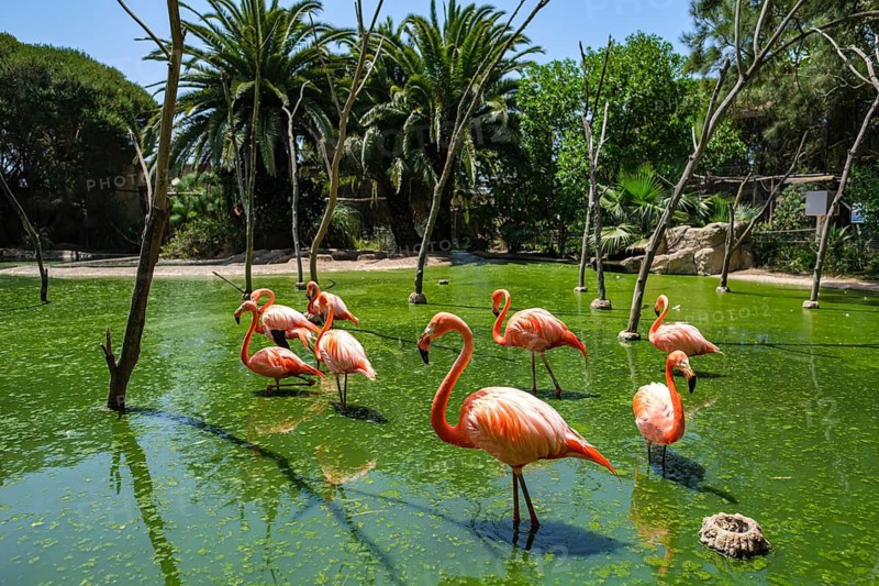 Flamingos stand in a green pond surrounded by palm trees in a tropical setting, Barão de São João, Faro, Portugal