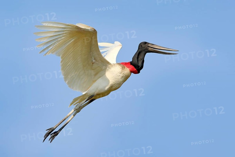 Brazil bird fly. Jabiru, Jabiru mycteria, flying white bird with blue sky, Pantanal, Brazil. Big black and white bird on the sky. Wildlife scene from nature