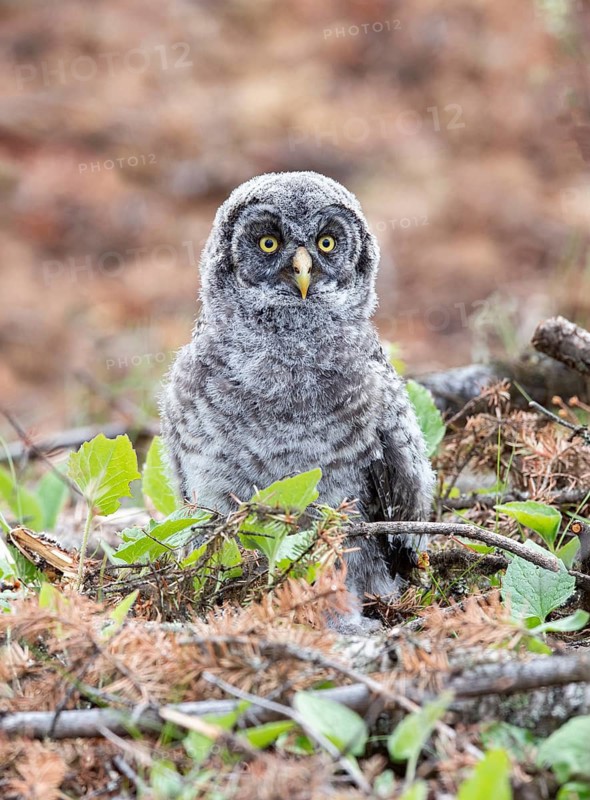 Great Grey Owl (Strix nebulosa) juvenile perched on the ground, British Columbia, Canada