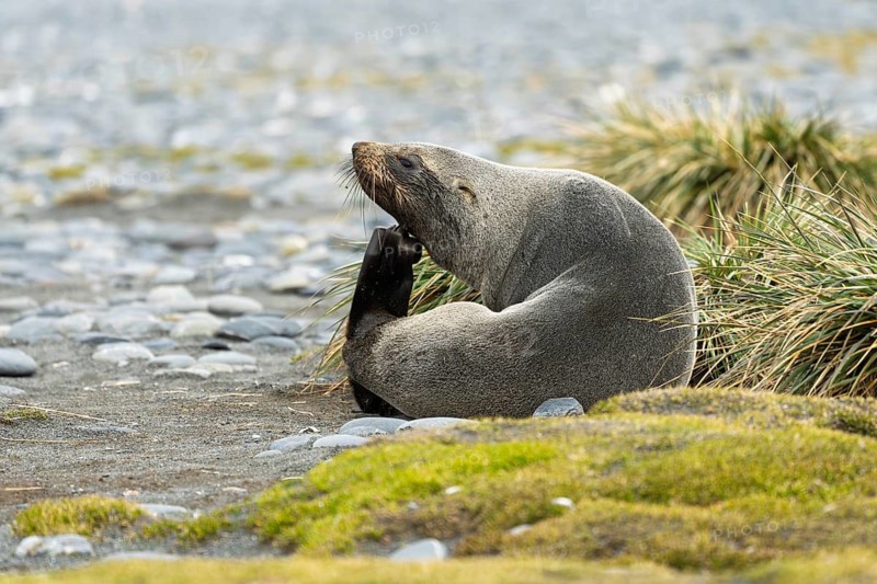 Antarctic Fur Seal (Arctocephalus gazella), scratching itself sitting on a gravel beach next to tussock grass, Ocean Harbour, South Georgia