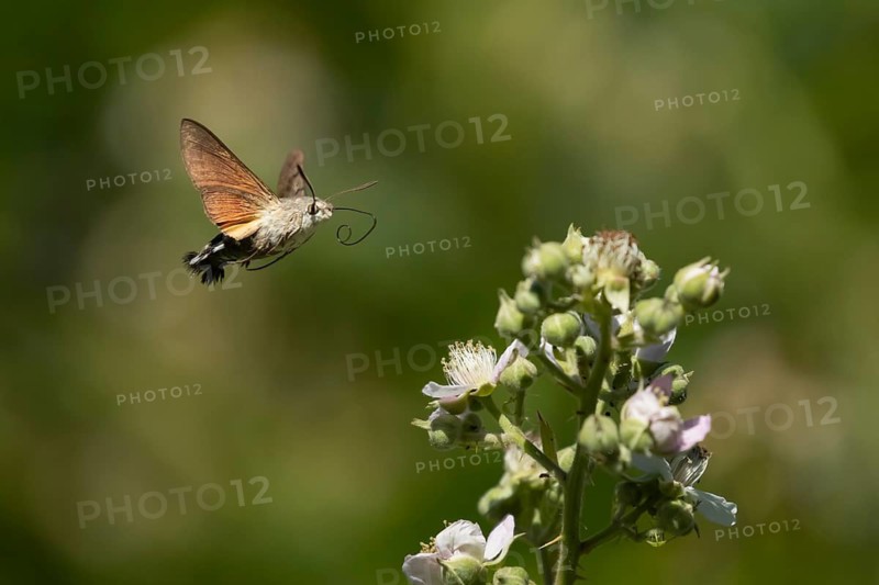 Hummingbird hawkmoth (Macroglossum stellatarum) adult moth insect in flight approaching a Bramble flower in summer, England, United Kingdom
