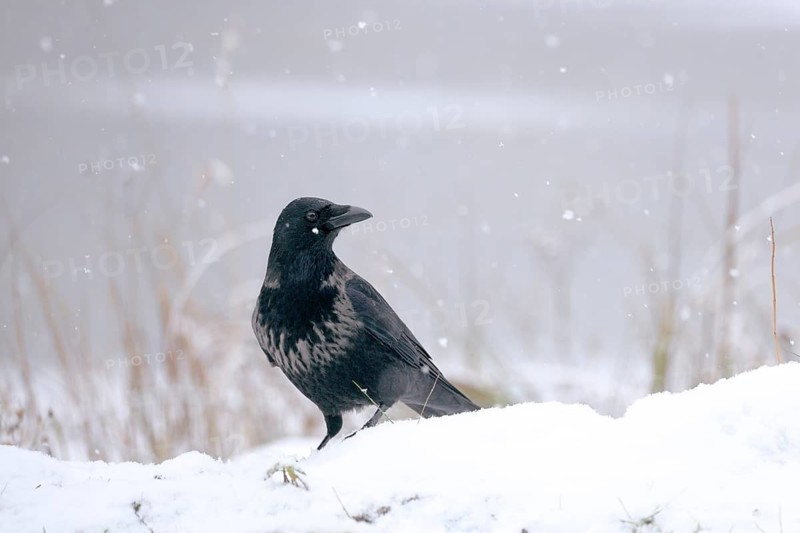 Rabenkrähe lat. Corvus corone, Altvogel mit Nebelkrähenanteilen im Schneefall