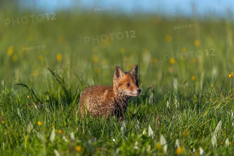 Red fox