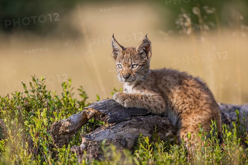 One young (10 weeks old) male Eurasian lynx, (Lynx lynx), walking over a rotten tree