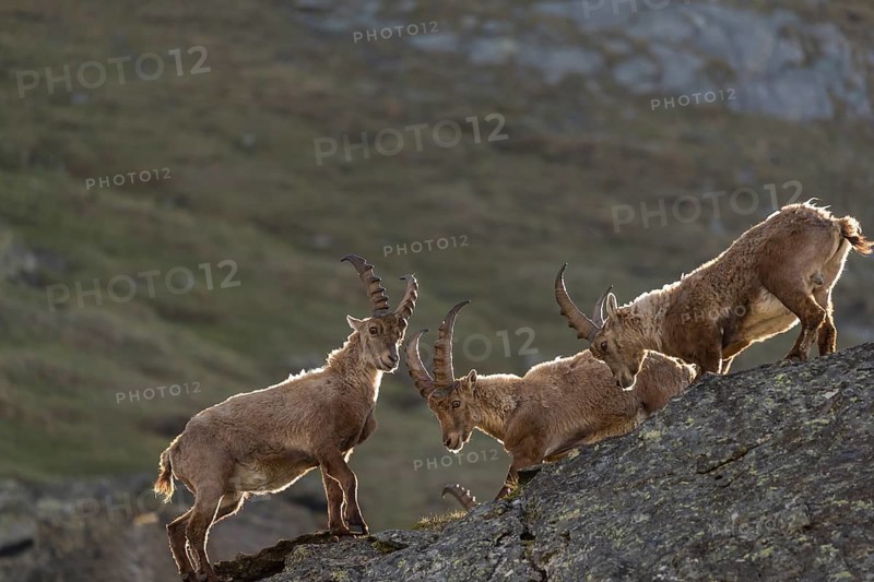 Three young male ibex (Capra ibex) playfighting on rocks on 2500 m sea level in the Hohe Tauern National Park. Backlit condition with lite rim on the animals