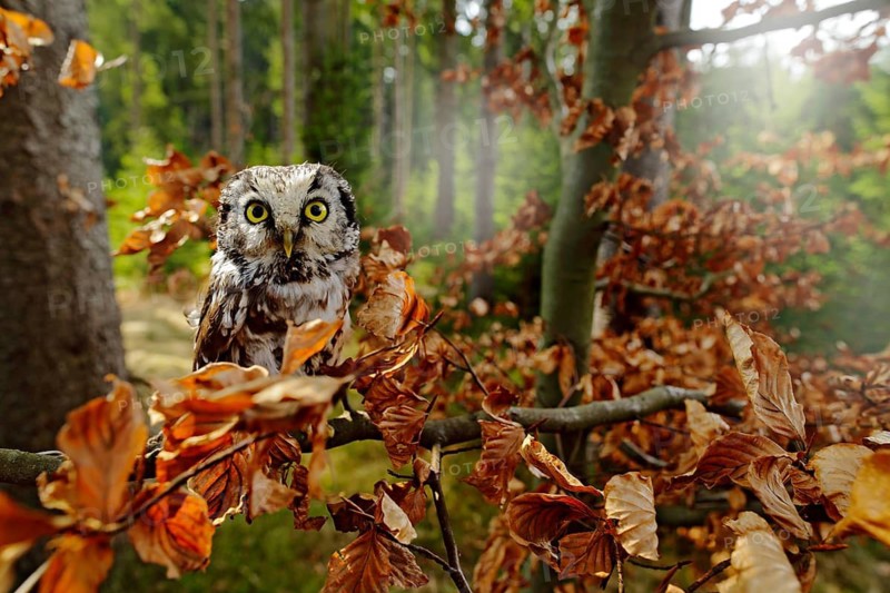 Boreal owl in the orange leave autumn forest in central Europe. Detail portrait of bird in the nature habitat, Czech Republic. Bird with big yellow eyes. Wilduife scene from nature