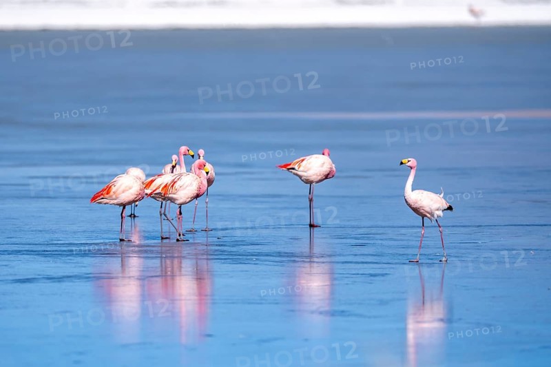 James flamingo (Phoenicoparrus jamesi), in a group on a frozen lake, ice, reflections in the ice, Laguna Cañapa, lagoon route, San Pedro de Quemes, Departamento Potosí, Bolivia