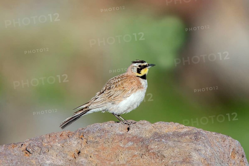 Horned Lark (Eremophila alpestris) perched on a stone, Arizona, USA