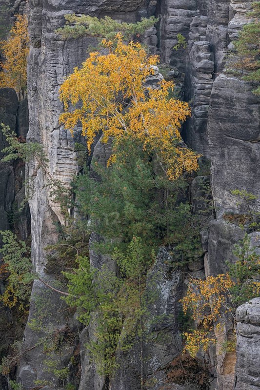 Trees growing on rocks. Fall foliage in the bohemian paradise. Prachov Rocks (Czech: Prachovské skály) are a rock formation in the Bohemian Paradise of the Czech Republic, close to the village of Prachov. Since 1933, they have been a protected natural reserve