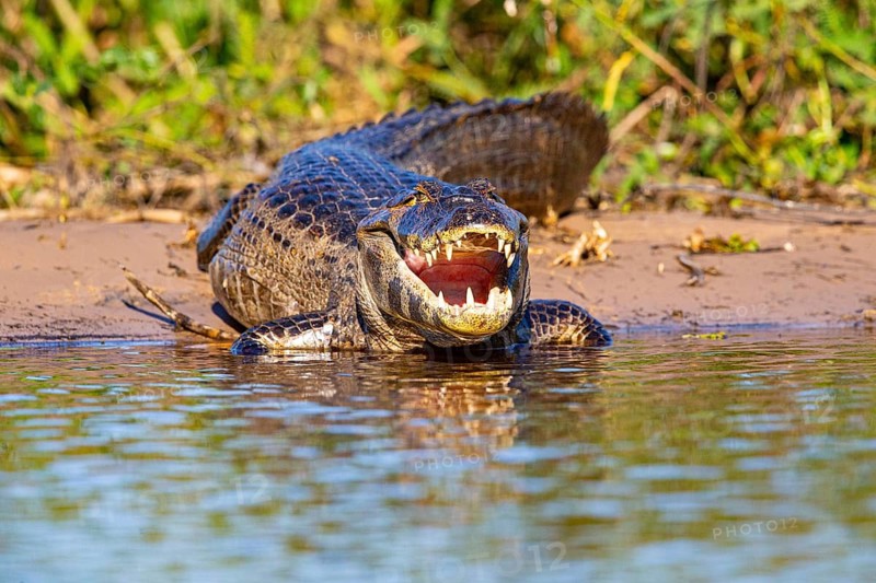 Spectacled caiman (Caiman crocodilius) Pantanal Brazil
