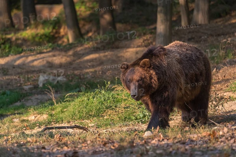 One Kamchatka brown bear (Ursus arctos piscator), walking in a forest. Some green vegetation in the background