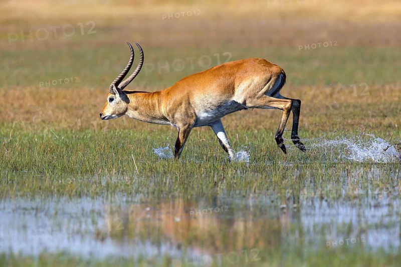 Red hartebeest, Africa, Botswana, (Kobus leche), Okovango Delta