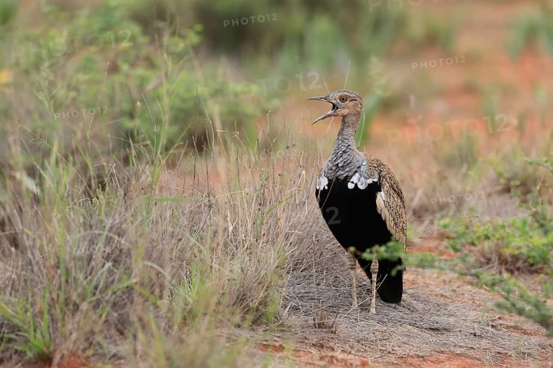 Red-crested Bustard (Lophotis ruficrista), adult, male, calling, alert, Mokala National Park, South Africa