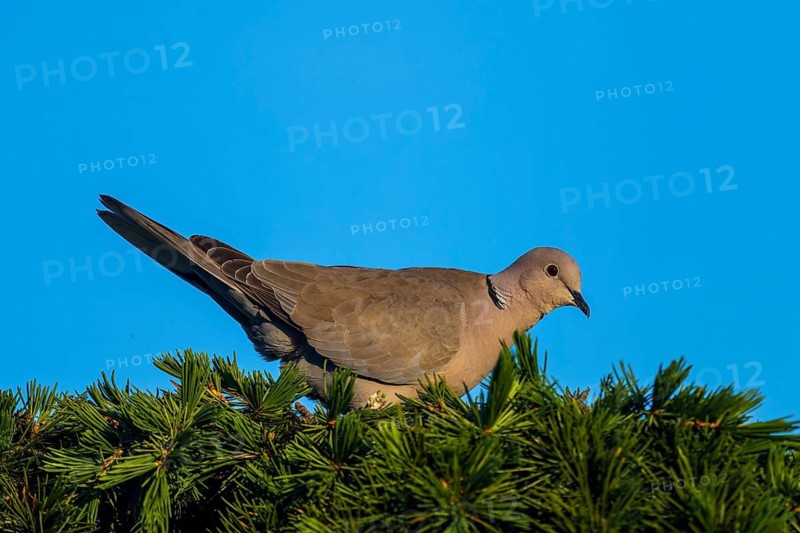 Pigeon sitting relaxed on pine branches against blue sky, Eurasian collared dove (Streptopelia decaocto), wildlife, Germany