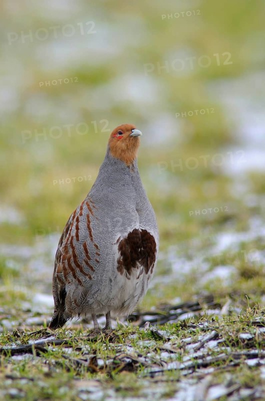 Grey partridge (Perdix perdix), Emsland, Lower Saxony, Germany
