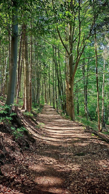 A narrow forest trail with shady trees on a sunny day, Thüringer Schiefergebirge Obere Saale nature park Park, Thuringian Sea, Thuringia