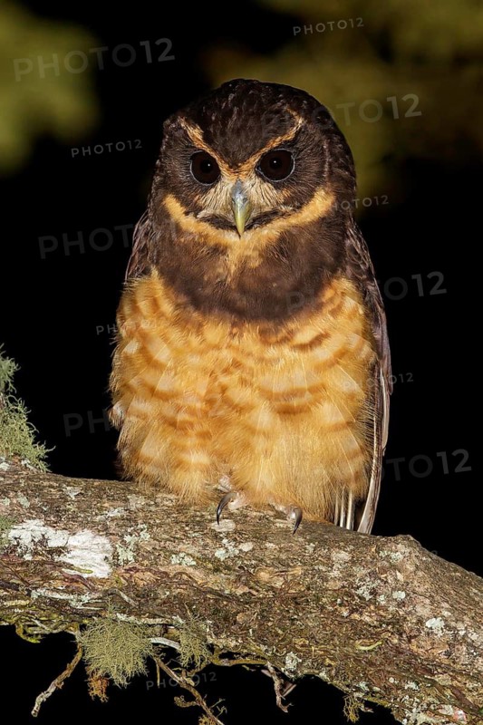 Tawny-browed Owl (Pulsatrix koeniswaldiana) perched on a branch in the Atlantic rainforest of southeast Brazil
