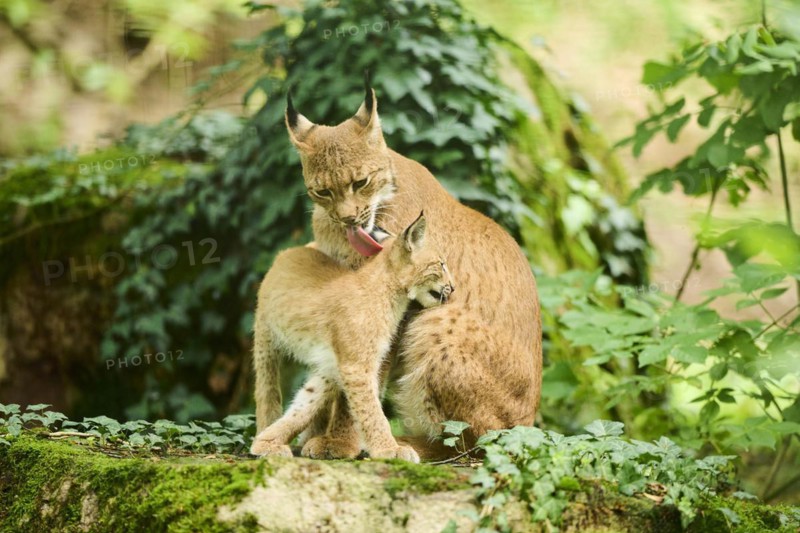 Eurasian lynx (Lynx lynx) mother with her youngster in a forest, Bavaria, Germany