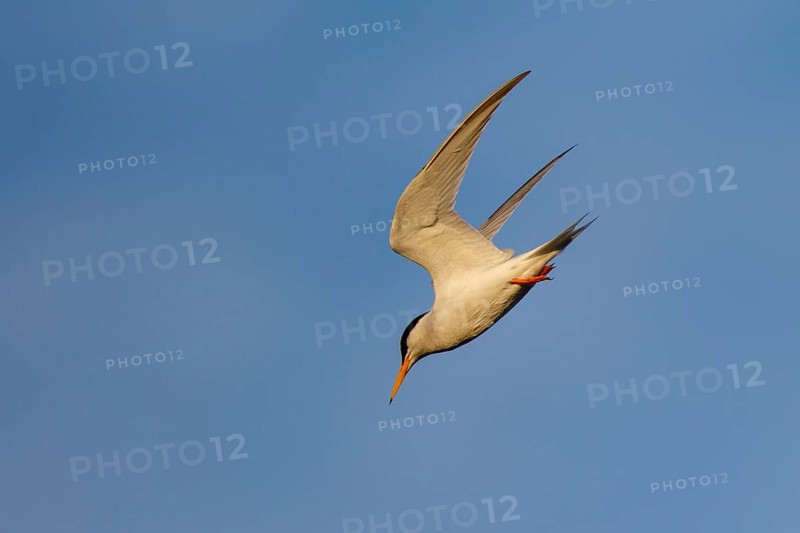 Little Tern (Sternula albifrons) flying, Greece