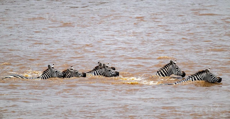 Steppe zebras (Equus quagga) swimming in the water while crossing the Mara River, Great Migration, Serengeti National Park, Tanzania