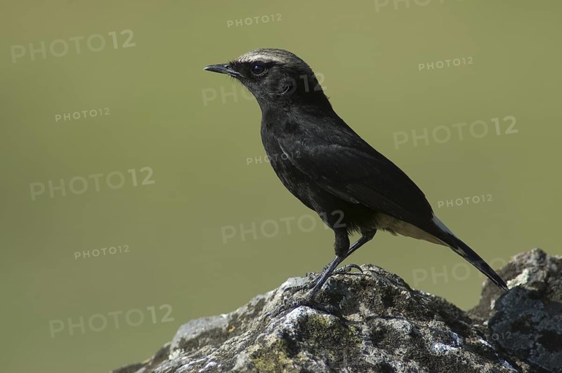 Abyssinian Wheatear (Oenanthe lugubris), Ethiopia