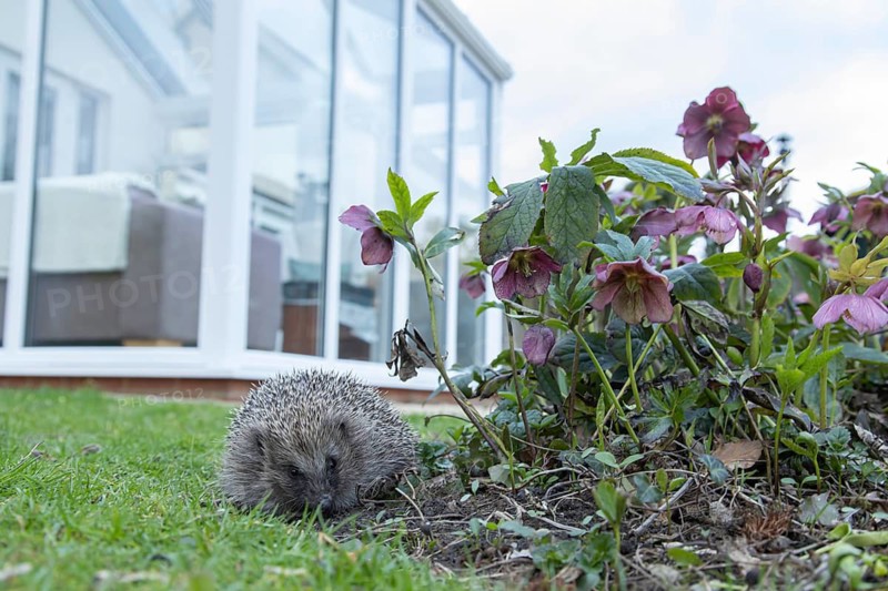 European hedgehog (Erinaceus europaeus) adult animal on a garden grass lawn with a house in the background in springtime, Suffolk, England, United Kingdom