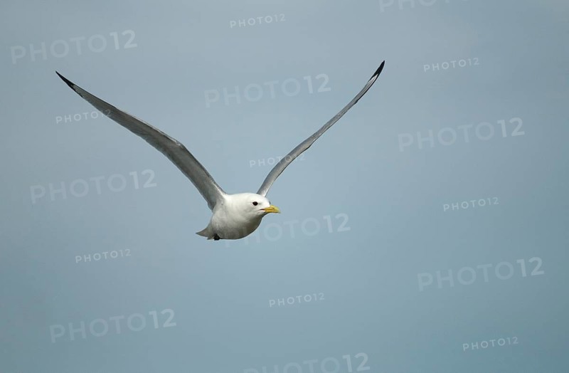 Black-legged Kittiwake, Black-legged Kittiwake, Norway, Rissa Tridactyla, Varanger, Birds, Charadriiformes, Gulls, Limikolen, Seagulls, Birds