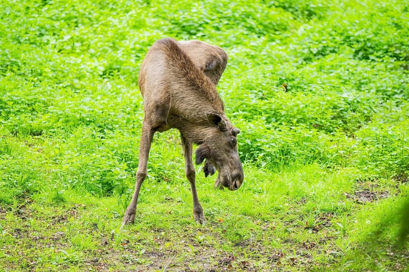 Eurasian elk (Alces alces) on a meadow, Bavaria, Germany