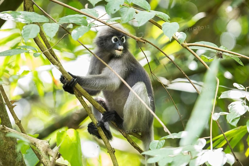 Dusky leaf monkey (Trachypithecus obscurus), Kaeng Krachan National Park, Phetchaburi Province, Thailand