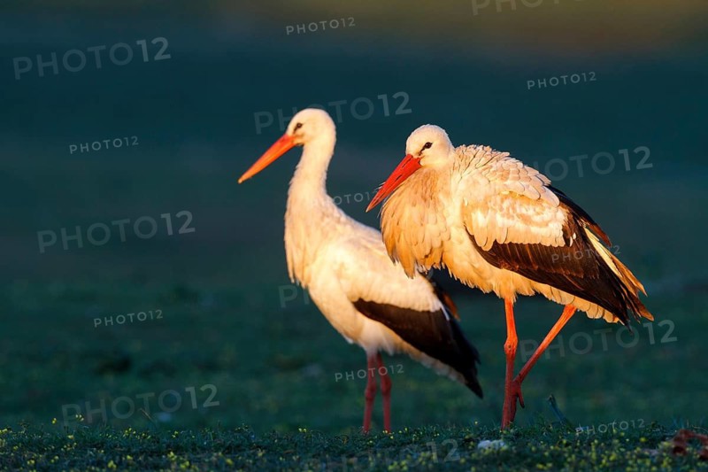 White Stork (Ciconia ciconia) pair, Castile-La Mancha, Spain
