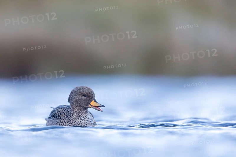 Yellow-billed Teal (Anas flavirostris), Falkland Islands