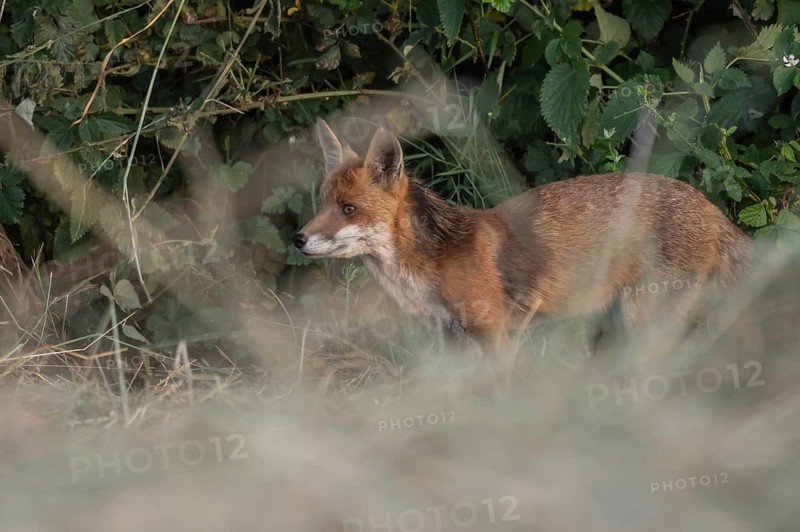 A red fox (Vulpes vulpes) is sitting in a field. It is looking around intently. The vegetation is green and dense. The sun is shining. Bas-Rhin, Alsace, France