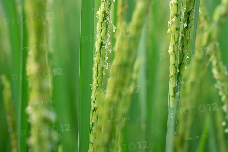 Close-up of vibrant green rice stalks with delicate grains and blooms.