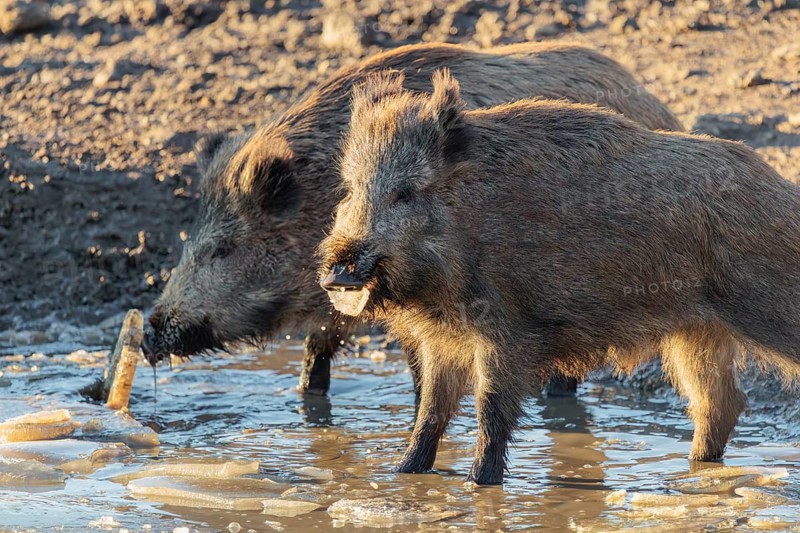 Two wild boar (Sus scrofa) crush the ice from a small frozen pond and eat it