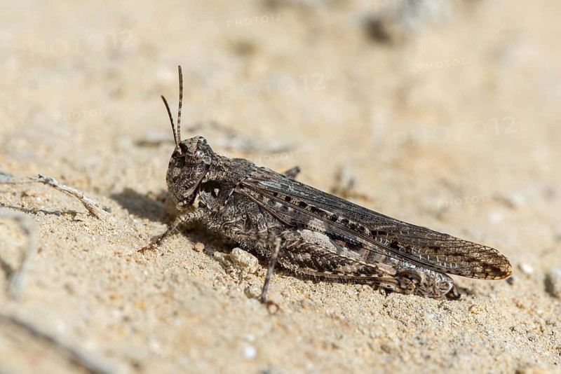Acrotylus insubricus, caelifera, common digging grasshopper, granelli, grasshoppers, insubrian wasteland scare, Italy, short-feeler scare, Pantano Cuba lagoon, Pantani Cuba and longarini, migratory bird sanctuary Pantani Cuba & Longarini, grasshoppers, grasshoppers, insects, insects, Italy, Sicily, foundation pro biodiversity, oEdland scare spec