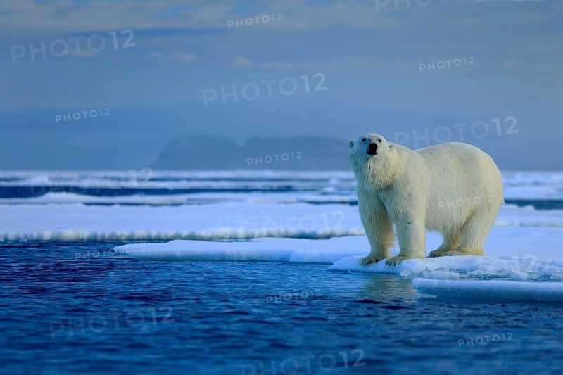 Big polar bear on drift ice edge with snow a water in Arctic Svalbard