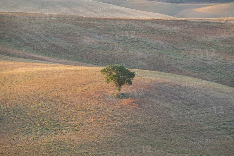 Single Tree standing in a typical Tuscan landscape in Val d'Orcia with hills and fields at sunrise in autumn, Tuscany, Italy