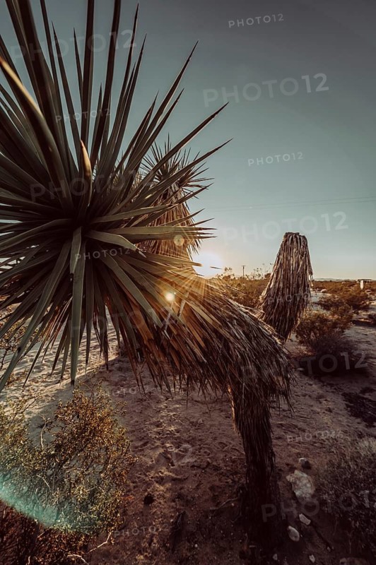 Sunset in Joshua Tree National Park