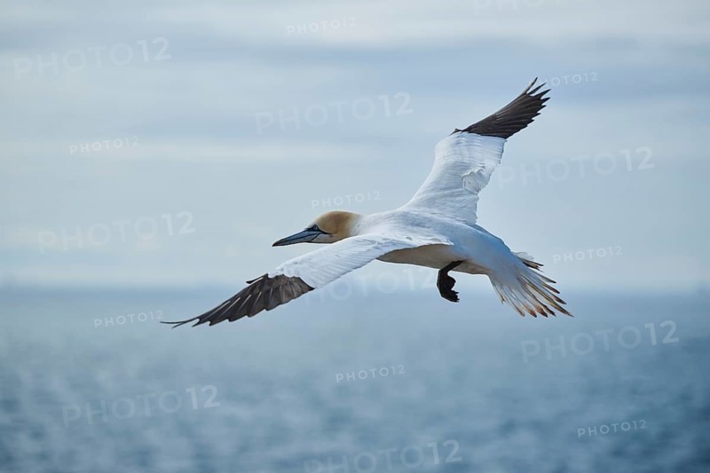 Northern gannet (Morus bassanus) flying over the sea, wildlife, Helgoland, Germany