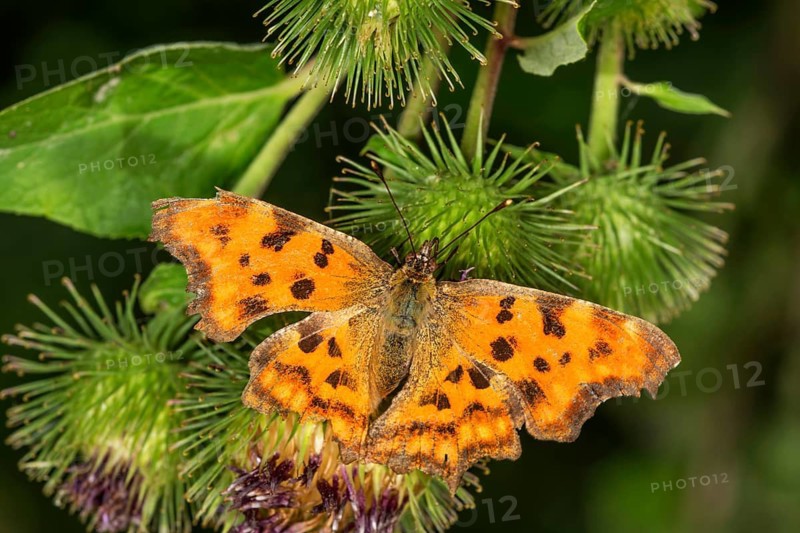 An orange C-shaped butterfly (Polygonia c-album) with black spots on Greater burdock, Baden-Württemberg, Germany